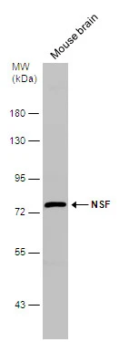 Mouse tissue extract (50 μg) was separated by 7.5% SDS-PAGE, and the membrane was blotted with NSF antibody [N3C3] (GTX109731) diluted at 1:1000.