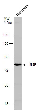 Rat tissue extract (50 μg) was separated by 7.5% SDS-PAGE, and the membrane was blotted with NSF antibody [N3C3] (GTX109731) diluted at 1:1000.