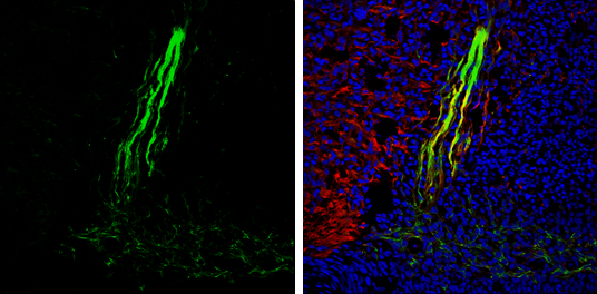 Gephyrin antibody [N2C1], Internal detects Gephyrin protein expression by immunohistochemical analysis. Sample: Frozen sectioned E13.5 Rat brain. Green: Gephyrin protein stained by Gephyrin antibody [N2C1], Internal (GTX109734) diluted at 1:250. Red: beta Tubulin 3/ TUJ1, a mature neuron marker, stained by beta Tubulin 3/ TUJ1 antibody [GT11710] (GTX631836) diluted at 1:500. Blue: Fluoroshield with DAPI (GTX30920).