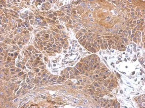 Gephyrin antibody [N2C1], Internal