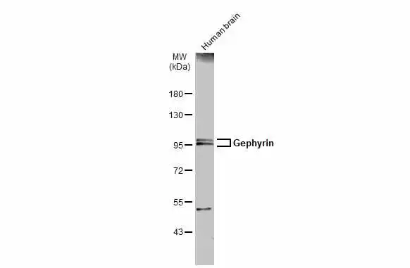 Human tissue extract (30 μg) was separated by 7.5% SDS-PAGE, and the membrane was blotted with Gephyrin antibody [N2C1], Internal (GTX109734) diluted at 1:2000. The HRP-conjugated anti-rabbit IgG antibody (GTX213110-01) was used to detect the primary antibody.