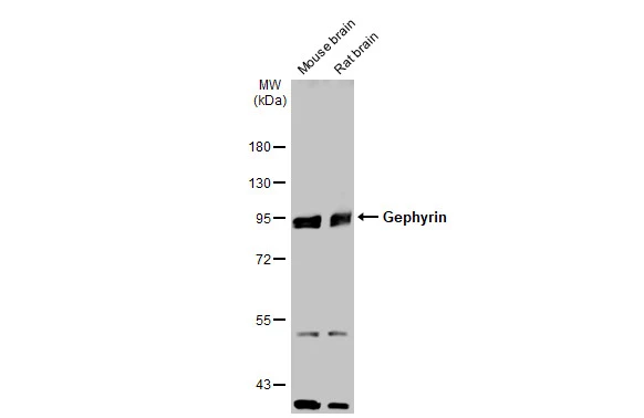 Various tissue extracts (50 μg) were separated by 7.5% SDS-PAGE, and the membrane was blotted with Gephyrin antibody [N2C1], Internal (GTX109734) diluted at 1:2000. The HRP-conjugated anti-rabbit IgG antibody (GTX213110-01) was used to detect the primary antibody.