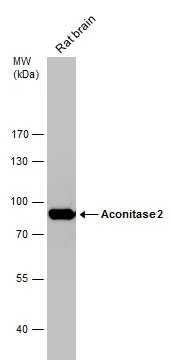 Rat tissue extract (50 μg) was separated by 7.5% SDS-PAGE, and the membrane was blotted with Aconitase 2 antibody [C1C3] (GTX109736) diluted at 1:10000.