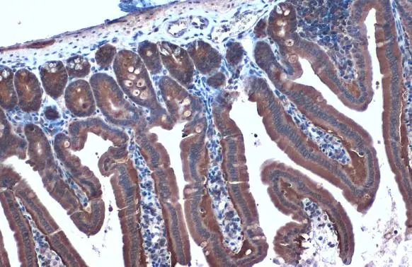 Hsp90 alpha antibody detects Hsp90 alpha protein at cytoplasm by immunohistochemical analysis. Sample: Paraffin-embedded mouse intestine. Hsp90 alpha stained by Hsp90 alpha antibody (GTX109753) diluted at 1:1000. Antigen Retrieval: Citrate buffer, pH 6.0, 15 min