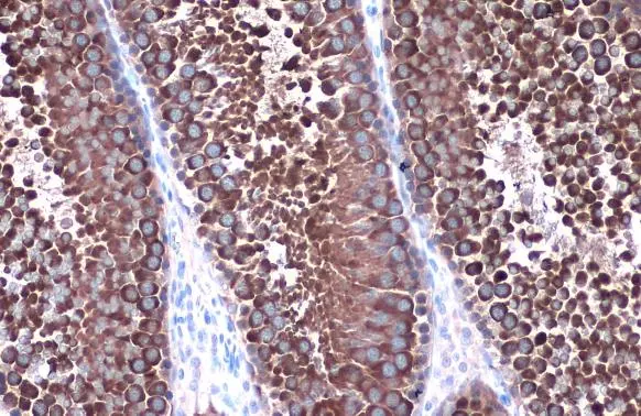 Hsp90 alpha antibody detects Hsp90 alpha protein at cytoplasm by immunohistochemical analysis. Sample: Paraffin-embedded rat testis. Hsp90 alpha stained by Hsp90 alpha antibody (GTX109753) diluted at 1:1000. Antigen Retrieval: Citrate buffer, pH 6.0, 15 min