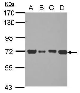 DLAT antibody