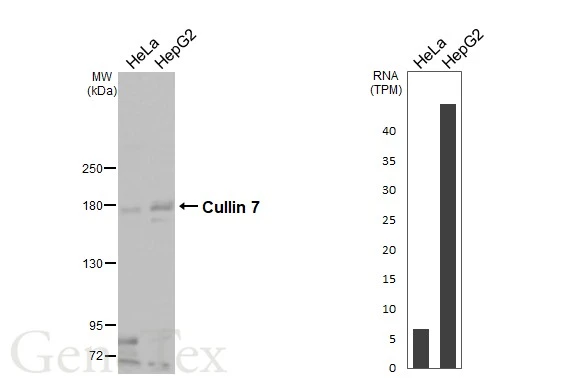 Various whole cell extracts (30 μg) were separated by 5% SDS-PAGE, and the membrane was blotted with Cullin 7 antibody [N2N3] (GTX109785) diluted at 1:2000. The HRP-conjugated anti-rabbit IgG antibody (GTX213110-01) was used to detect the primary antibody, and the signal was developed with Trident ECL plus-Enhanced. Corresponding RNA expression data for the same cell lines are based on Human Protein Atlas program.