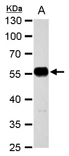 alpha Tubulin 1A antibody detects alpha Tubulin 1A protein by western blot analysis. A. 30 μg rat brain extract 10% SDS-PAGE alpha Tubulin 1A antibody (GTX109832) dilution: 1:10000 The HRP-conjugated anti-rabbit IgG antibody (GTX213110-01) was used to detect the primary antibody.