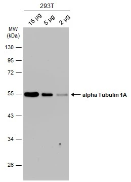 alpha Tubulin 1A antibody detects alpha Tubulin 1A protein by western blot analysis.