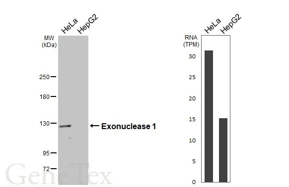 Various whole cell extracts (30 μg) were separated by 5% SDS-PAGE, and the membrane was blotted with Exonuclease 1 antibody (GTX109891) diluted at 1:1000. The HRP-conjugated anti-rabbit IgG antibody (GTX213110-01) was used to detect the primary antibody. Corresponding RNA expression data for the same cell lines are based on Human Protein Atlas program.