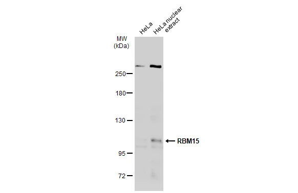 HeLa whole cell and nuclear extracts (30 μg) were separated by 5% SDS-PAGE, and the membrane was blotted with RBM15 antibody [N1N3] (GTX109899) diluted at 1:500. The HRP-conjugated anti-rabbit IgG antibody (GTX213110-01) was used to detect the primary antibody.