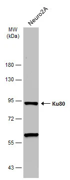 Whole cell extract (30 μg) was separated by 7.5% SDS-PAGE, and the membrane was blotted with Ku80 antibody [N3C2], Internal (GTX109935) diluted at 1:1000. The HRP-conjugated anti-rabbit IgG antibody (GTX213110-01) was used to detect the primary antibody.