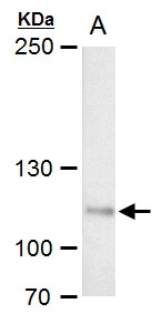 O-GlcNAc transferase antibody detects O-GlcNAc transferase protein by western blot analysis. Mouse tissue extracts (50 ug) was separated by 7.5% SDS-PAGE,and blotted with O-GlcNAc transferase antibody (GTX109939) diluted by 1:2000.