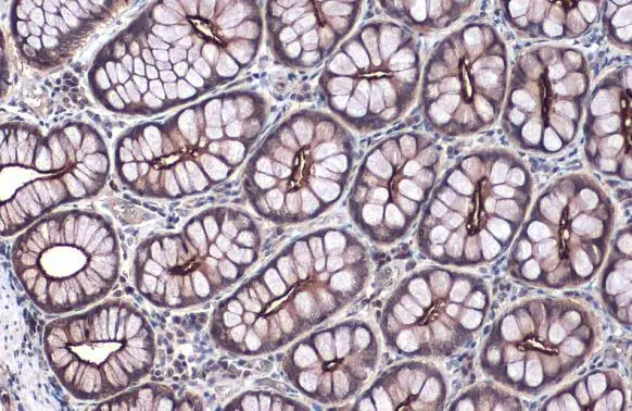 Villin antibody detects VIL1 protein at cell membrane by immunohistochemical analysis. Sample: Paraffin-embedded dog colon. VIL1 stained by Villin antibody (GTX109940) diluted at 1:500. Antigen Retrieval: Citrate buffer, pH 6.0, 15 min