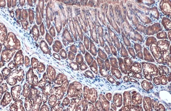 Villin antibody detects Villin protein at cytoplasm by immunohistochemical analysis. Sample: Paraffin-embedded mouse duodenum. Villin stained by Villin antibody (GTX109940) diluted at 1:500. Antigen Retrieval: Citrate buffer, pH 6.0, 15 min