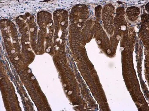 NPR-C antibody [N3C3] detects NPR-C protein at cell membrane and cytoplasm in mouse duodenum by immunohistochemical analysis. Sample: Paraffin-embedded mouse duodenum. NPR-C antibody [N3C3] (GTX110023) diluted at 1:500. 
 Antigen Retrieval: Citrate buffer, pH 6.0, 15 min