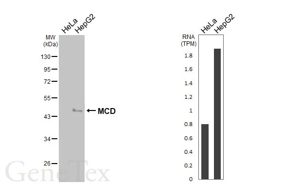 Various whole cell extracts (30 μg) were separated by 10% SDS-PAGE, and the membrane was blotted with MCD antibody [N2C1], Internal (GTX110037) diluted at 1:500. The HRP-conjugated anti-rabbit IgG antibody (GTX213110-01) was used to detect the primary antibody. Corresponding RNA expression data for the same cell lines are based on Human Protein Atlas program.