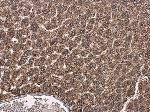 Cytochrome P450 2R1 antibody [N1C2] detects Cytochrome P450 2R1 protein at cytoplasm in mouse liver by immunohistochemical analysis. Sample: Paraffin-embedded mouse liver. Cytochrome P450 2R1 antibody [N1C2] (GTX110050) diluted at 1:500. 
 Antigen Retrieval: Citrate buffer, pH 6.0, 15 min