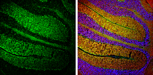 NF-H antibody detects NF-H protein expression by immunohistochemical analysis. Sample: Frozen-sectioned adult mouse cerebellum. Green: NF-H protein stained by NF-H antibody (GTX110065) diluted at 1:250. Red: beta Tubulin 3/ TUJ1, stained by beta Tubulin 3/ TUJ1 antibody [GT11710] (GTX631836) diluted at 1:500. Blue: Fluoroshield with DAPI (GTX30920).