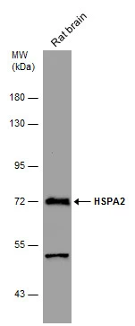 Rat tissue extract (50 μg) was separated by 7.5% SDS-PAGE, and the membrane was blotted with HSPA2 antibody (GTX110079) diluted at 1:10000.