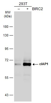 Non-transfected (–) and transfected (+) 293T whole cell extracts (30 μg) were separated by 7.5% SDS-PAGE, and the membrane was blotted with cIAP1 antibody (GTX110087) diluted at 1:1000. The HRP-conjugated anti-rabbit IgG antibody (GTX213110-01) was used to detect the primary antibody.
