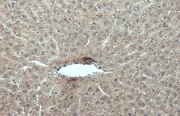 cIAP1 antibody detects cIAP1 protein at cytoplasm by immunohistochemical analysis. Sample: Paraffin-embedded mouse liver. cIAP1 stained by cIAP1 antibody (GTX110087) diluted at 1:500. Antigen Retrieval: Citrate buffer, pH 6.0, 15 min