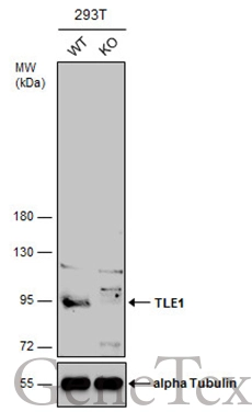 Wild-type (WT) and TLE1 knockout (KO) 293T cell extracts (30 μg) were separated by 7.5% SDS-PAGE, and the membrane was blotted with TLE1 antibody [N2C1], Internal (GTX110092) diluted at 1:500. The HRP-conjugated anti-rabbit IgG antibody (GTX213110-01) was used to detect the primary antibody, and the signal was developed with Trident ECL plus-Enhanced.