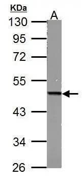 Fumarate hydratase antibody [N2C2], Internal