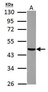 Fumarate hydratase antibody [N2C2], Internal