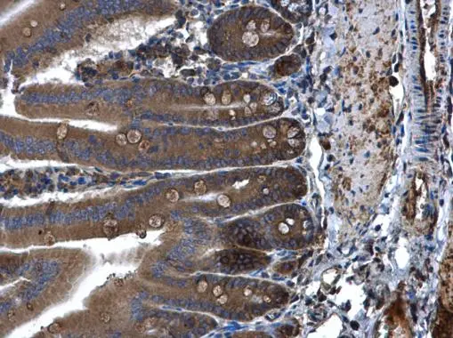 PLA2G4A antibody detects PLA2G4A protein at cytoplasm in mouse duodenum by immunohistochemical analysis. Sample: Paraffin-embedded mouse duodenum. PLA2G4A antibody (GTX110218) diluted at 1:500. 
 Antigen Retrieval: Citrate buffer, pH 6.0, 15 min