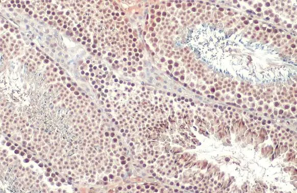 SETDB1 antibody [N2C1], Internal detects SETDB1 protein at nucleus by immunohistochemical analysis. Sample: Paraffin-embedded mouse testis. SETDB1 stained by SETDB1 antibody [N2C1], Internal (GTX110219) diluted at 1:500. Antigen Retrieval: Citrate buffer, pH 6.0, 15 min