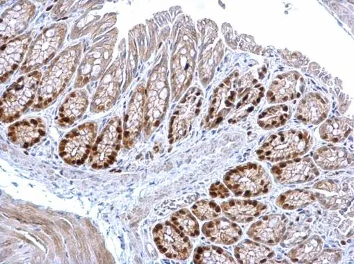 MCM3 antibody detects MCM3 protein at nucleus on mouse colon by immunohistochemical analysis. Sample: Paraffin-embedded mouse colon. MCM3 antibody (GTX110241) diluted at 1:1000.
Antigen Retrieval: Trilogy? (EDTA based, pH 8.0) buffer, 15min MCM3 antibody detects MCM3 protein at nucleus on mouse colon by immunohistochemical analysis. Sample: Paraffin-embedded mouse colon. MCM3 antibody (GTX110241) diluted at 1:1000.
Antigen Retrieval: Trilogy? (EDTA based, pH 8.0) buffer, 15min