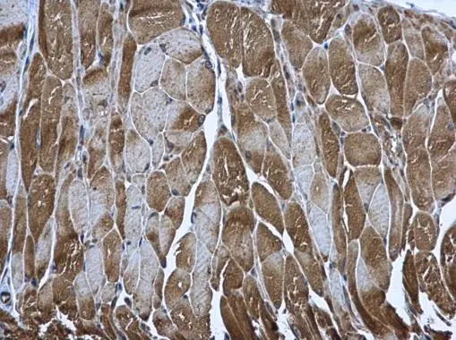 PUS1 antibody [N2C3] detects PUS1 protein at cytoplasm in mouse muscle by immunohistochemical analysis. Sample: Paraffin-embedded mouse muscle. PUS1 antibody [N2C3] (GTX110249) diluted at 1:500. 
 Antigen Retrieval: Citrate buffer, pH 6.0, 15 min