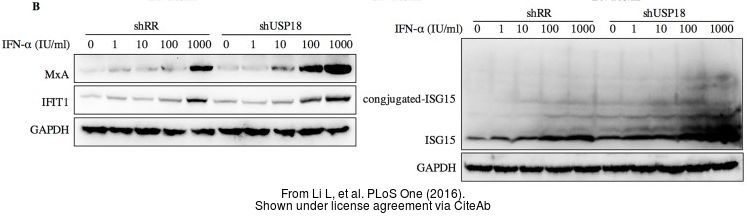 Various whole cell extracts (30 ug) were separated by 7.5% SDS-PAGE,and the membrane was blotted with MX1 antibody (GTX110256) diluted at 1:1000. The HRP-conjugated anti-rabbit IgG antibody (GTX213110-01) was used to detect the primary antibody.