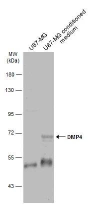 DMP4 antibody