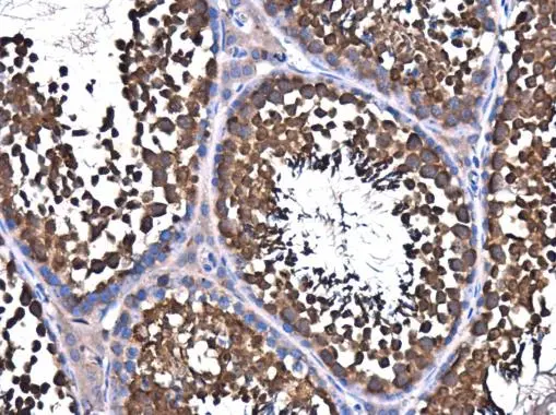 NSF antibody detects NSF protein at cytoplasm in mouse testis by immunohistochemical analysis. Sample: Paraffin-embedded mouse testis. NSF antibody (GTX110275) diluted at 1:500. 
 Antigen Retrieval: Citrate buffer, pH 6.0, 15 min