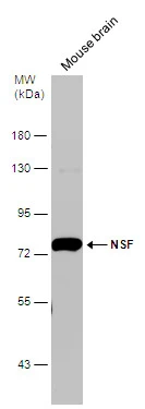 Mouse tissue extract (50 μg) was separated by 7.5% SDS-PAGE, and the membrane was blotted with NSF antibody (GTX110275) diluted at 1:1000.