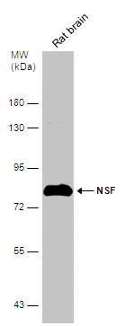 Rat tissue extract (50 μg) was separated by 7.5% SDS-PAGE, and the membrane was blotted with NSF antibody (GTX110275) diluted at 1:1000.