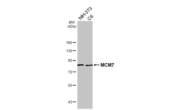 Various whole cell extracts (30 μg) were separated by 7.5% SDS-PAGE, and the membrane was blotted with MCM7 antibody [N2C2], Internal (GTX110278) diluted at 1:1000. The HRP-conjugated anti-rabbit IgG antibody (GTX213110-01) was used to detect the primary antibody.