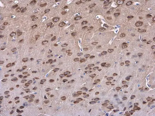 SAP102 antibody [C1C3] detects SAP102 protein at cytoplasm in mouse brain by immunohistochemical analysis. Sample: Paraffin-embedded mouse brain. SAP102 antibody [C1C3] (GTX110289) diluted at 1:500. 
 Antigen Retrieval: Citrate buffer, pH 6.0, 15 min