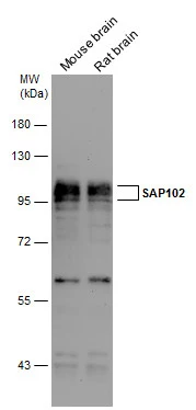 Various tissue extracts (50 μg) were separated by 7.5% SDS-PAGE, and the membrane was blotted with SAP102 antibody [C1C3] (GTX110289) diluted at 1:1000.