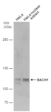 HeLa whole cell and nuclear extracts (30 μg) were separated by 5% SDS-PAGE, and the membrane was blotted with BACH1 antibody [N2C1], Internal (GTX110292) diluted at 1:2000.