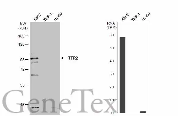 Various whole cell extracts (30 μg) were separated by 7.5% SDS-PAGE, and the membrane was blotted with TFR2 antibody [N3C2], Internal (GTX110441) diluted at 1:500. The HRP-conjugated anti-rabbit IgG antibody (GTX213110-01) was used to detect the primary antibody, and the signal was developed with Trident ECL plus-Enhanced. Corresponding RNA expression data for the same cell lines are based on Human Protein Atlas program.