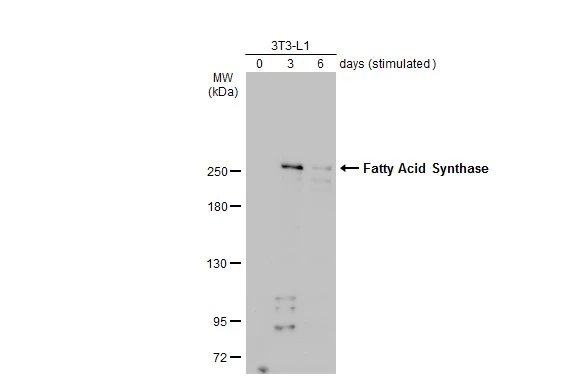 Unstimulatd and stimulatd 3T3-L1 whole cell extracts (20 μg) were separated by 5% SDS-PAGE, and the membrane was blotted with Fatty Acid Synthase antibody [N1N2], N-term (GTX110470) diluted at 1:500. The HRP-conjugated anti-rabbit IgG antibody (GTX213110-01) was used to detect the primary antibody. (The differentiation stimulated medium is composed by basal medium, 10% FBS, 50 ug/ml gentamicin, 1 nM L-glutamin, 500 uM IBMX, 1 uM dexamethasone, 2 uM rosiglitazone and 1 ug/ml insulin.)