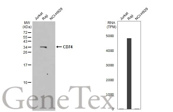 Various whole cell extracts (30 μg) were separated by 15% SDS-PAGE, and the membrane was blotted with CD74 antibody [N1N2], N-term (GTX110477) diluted at 1:1000. The HRP-conjugated anti-rabbit IgG antibody (GTX213110-01) was used to detect the primary antibody. Corresponding RNA expression data for the same cell lines are based on Human Protein Atlas program.