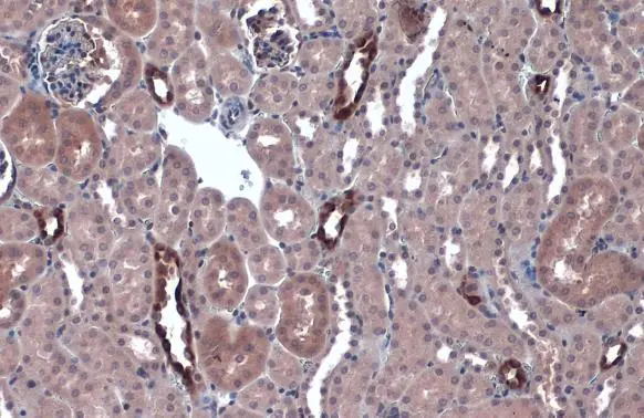 IKB alpha antibody detects IKB alpha protein at cytoplasm by immunohistochemical analysis. Sample: Paraffin-embedded mouse kidney. IKB alpha stained by IKB alpha antibody (GTX110521) diluted at 1:500. Antigen Retrieval: Citrate buffer, pH 6.0, 15 min