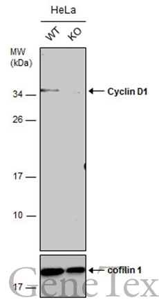 Wild-type (WT) and Cyclin D1 knockout (KO) HeLa cell extracts (30 μg) were separated by 12% SDS-PAGE, and the membrane was blotted with Cyclin D1 antibody [N1C3-2] (GTX110541) diluted at 1:1000. The HRP-conjugated anti-rabbit IgG antibody (GTX213110-01) was used to detect the primary antibody, and the signal was developed with Trident ECL plus-Enhanced.