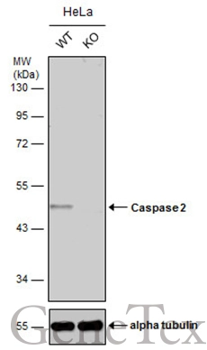 Wild-type (WT) and Caspase 2 knockout (KO) HeLa cell extracts (30 μg) were separated by 10% SDS-PAGE, and the membrane was blotted with Caspase 2 antibody (GTX110542) diluted at 1:2500. The HRP-conjugated anti-rabbit IgG antibody (GTX213110-01) was used to detect the primary antibody.