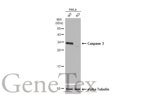 Anti-Caspase 3 antibody (GTX110543) | GeneTex