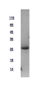 10ug of GTX110546-pro FADD recombinant protein analyzed using SDS-PAGE and stained with coomassie blue and captured by black and white camera.